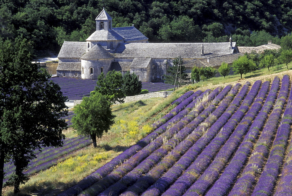 Lavender, Abbey Senanque Vaucluse, Provence, France00061471