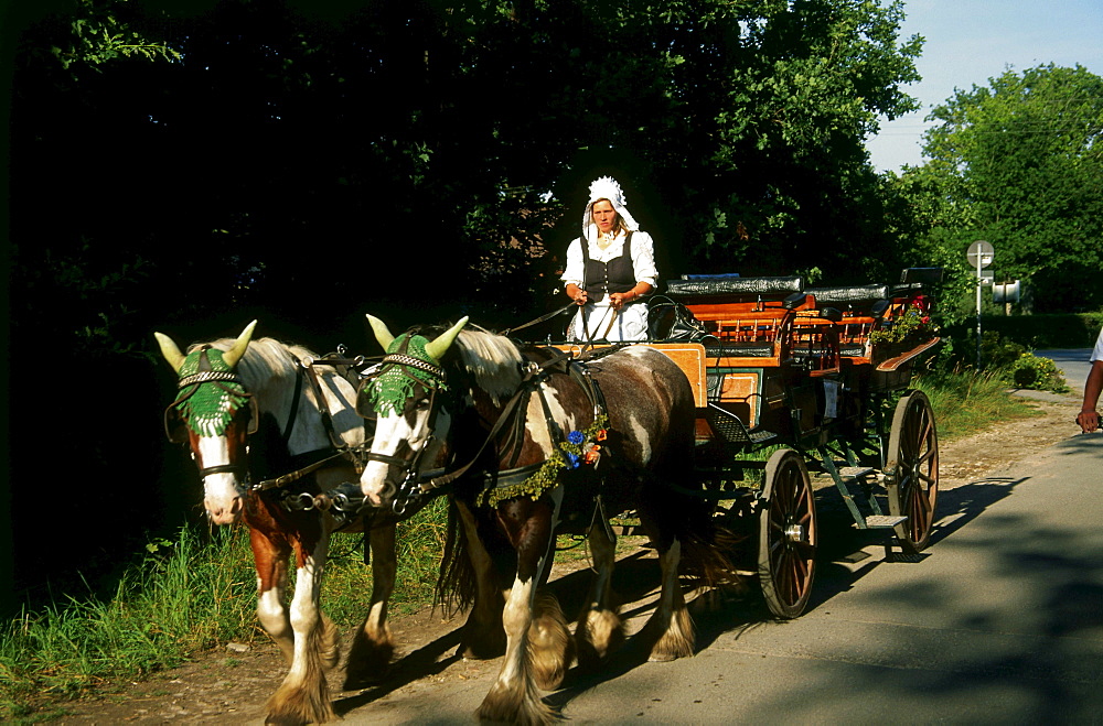 Horse Carriage, Prerow, Darss, Mecklenburg-Western Pomerania, Germany