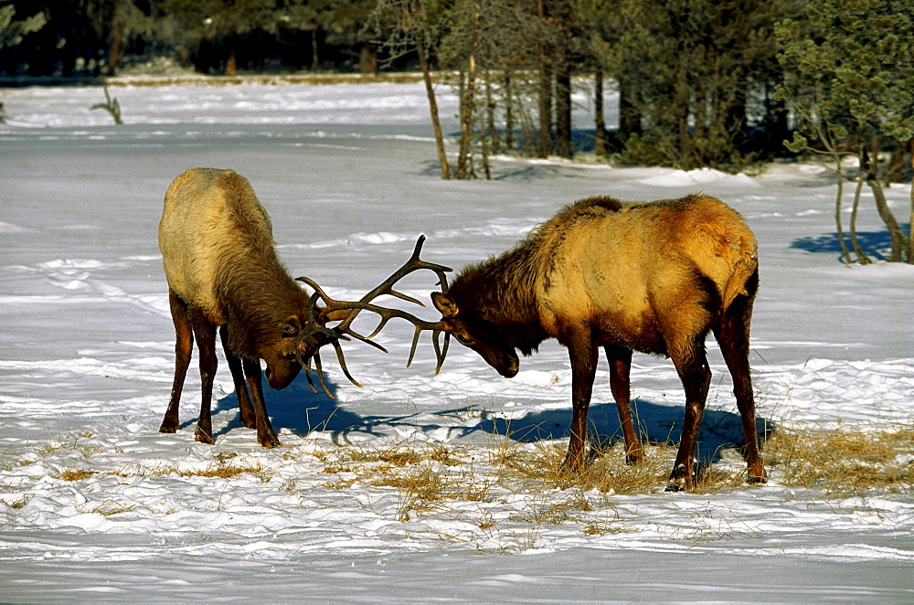 Wapitis, elks, mooses, Yellowstone National Park, Wyoming, USA