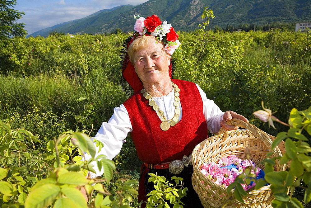 Rose picking woman at harvest, Rose Festival, Karlovo, Bulgaria, Europe