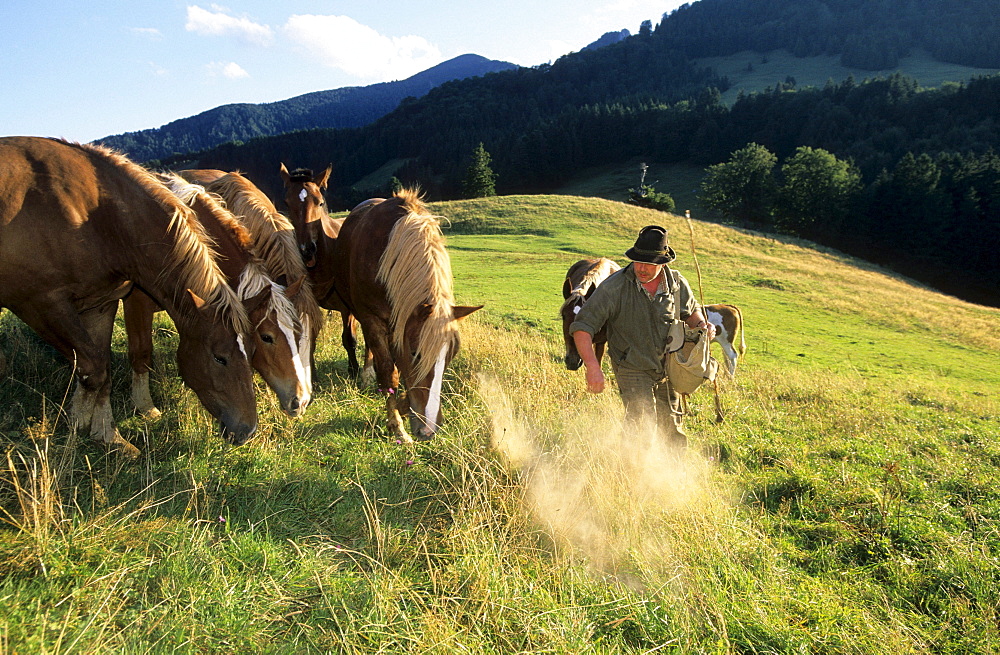 alpine cowboy feeding horses, Chiemgau, Upper Bavaria, Bavaria, Germany