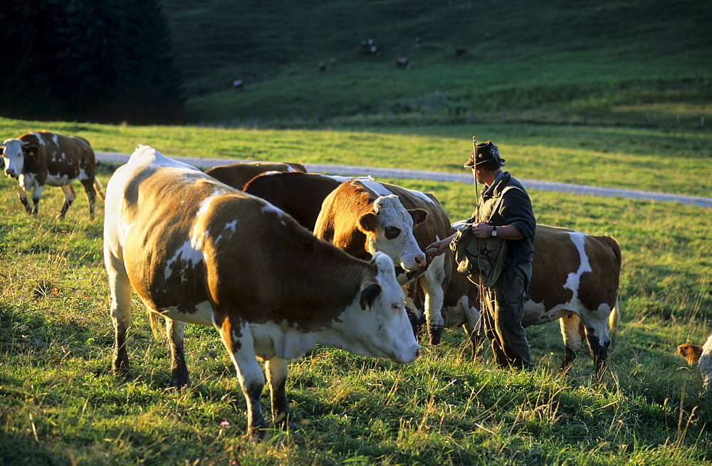 alpine cowboy cows, Chiemgau, Upper Bavaria, Bavaria, Germany