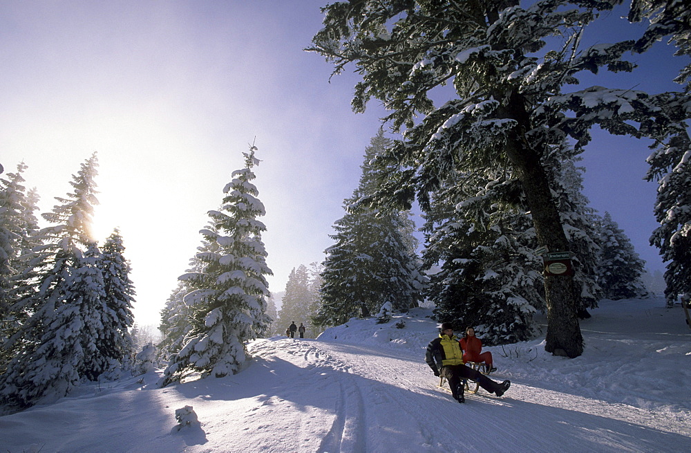 sledging at Firstalm, Bavarian Alps, Upper Bavaria, Bavaria, Germany