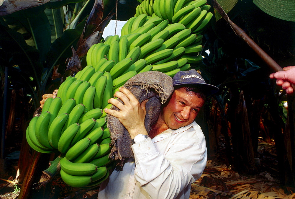 Worker at banana harvest, banana plantation near Galdar, Gran Canaria, Canary Islands, Spain