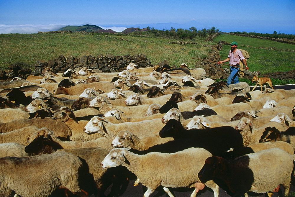 Sheep herd, San Andres, El Hierro, Canary Islands, Spain