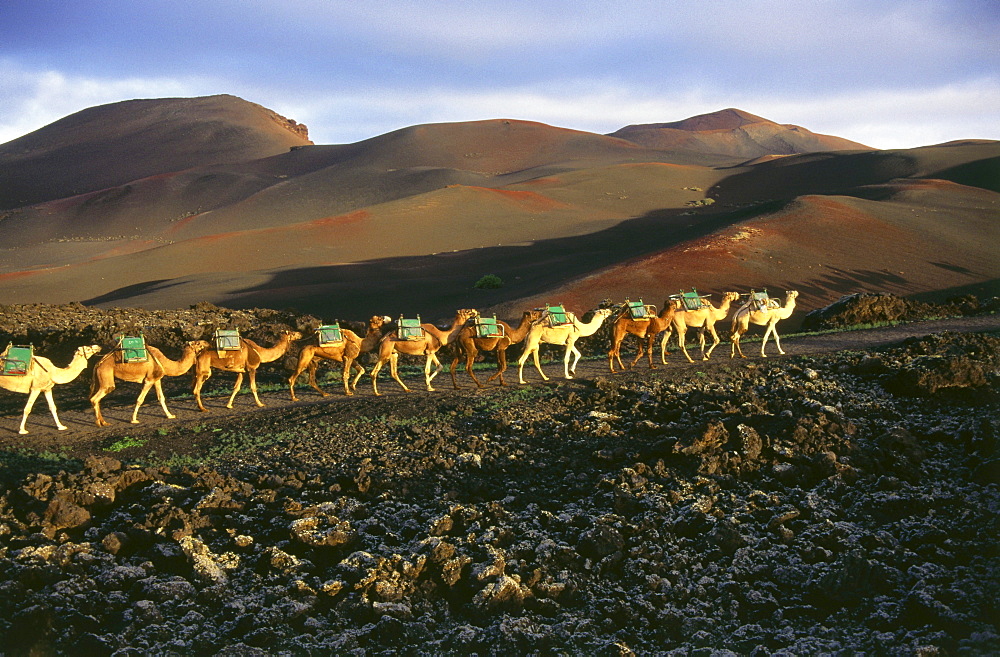 Camels, Montanas del Fuego, volcanic landscape, Timanfaya National Park, Lanzarote, Canary Islands, Spain