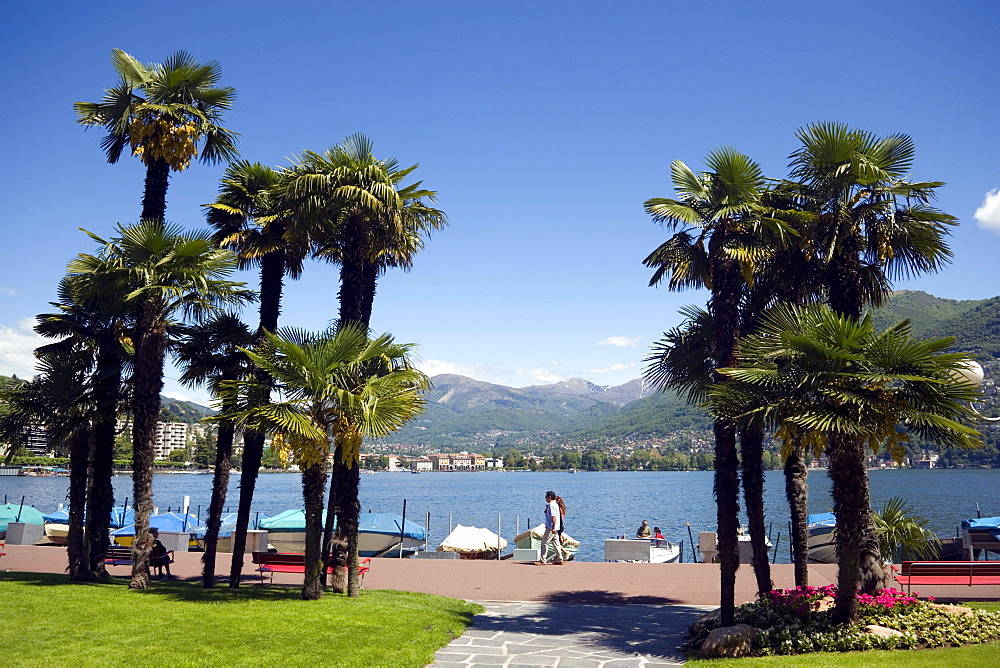 Palms growing at promenade of Lake Lugano, Ticino, Switzerland