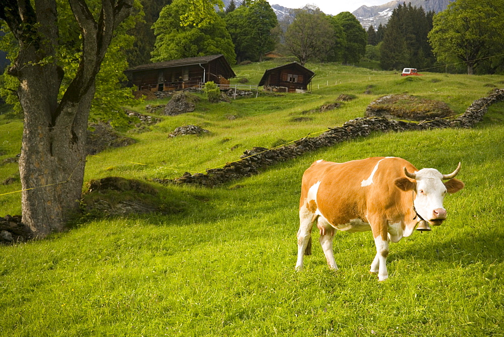 Cow grazing on alp, Grindelwald, Bernese Oberland (highlands), Canton of Bern, Switzerland