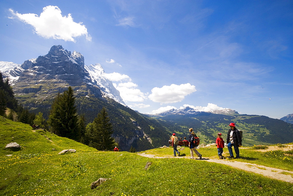 Hikers on alp Pfingstegg (1391 m), Schreckhorn (4078 m) and Eiger (3970 m) in background, Grindelwald, Bernese Oberland (highlands), Canton of Bern, Switzerland