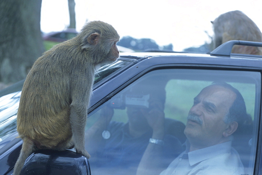 Monkeys, Longleat Safari Park, near Warminster, Wiltshire, England
