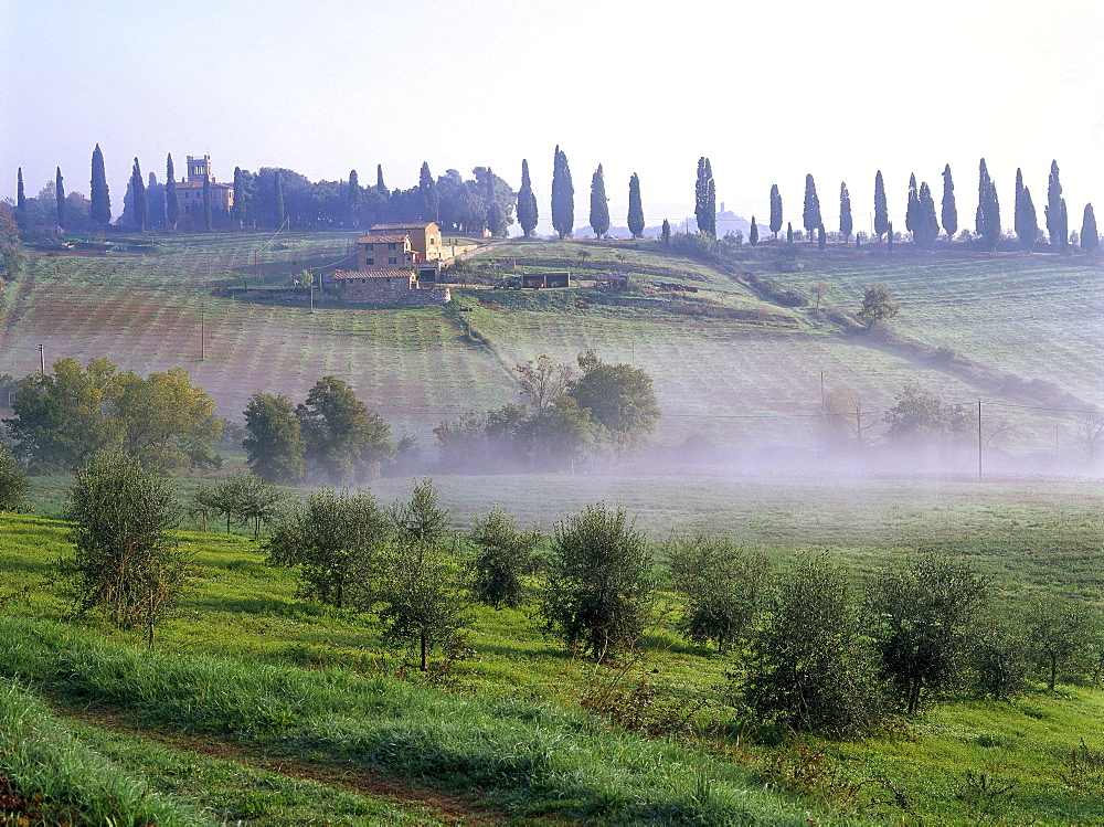 Country house, cypresses, olive trees near San Quirico d'Orcia, Val dÂ¥Orcia, Tuscany, Italy