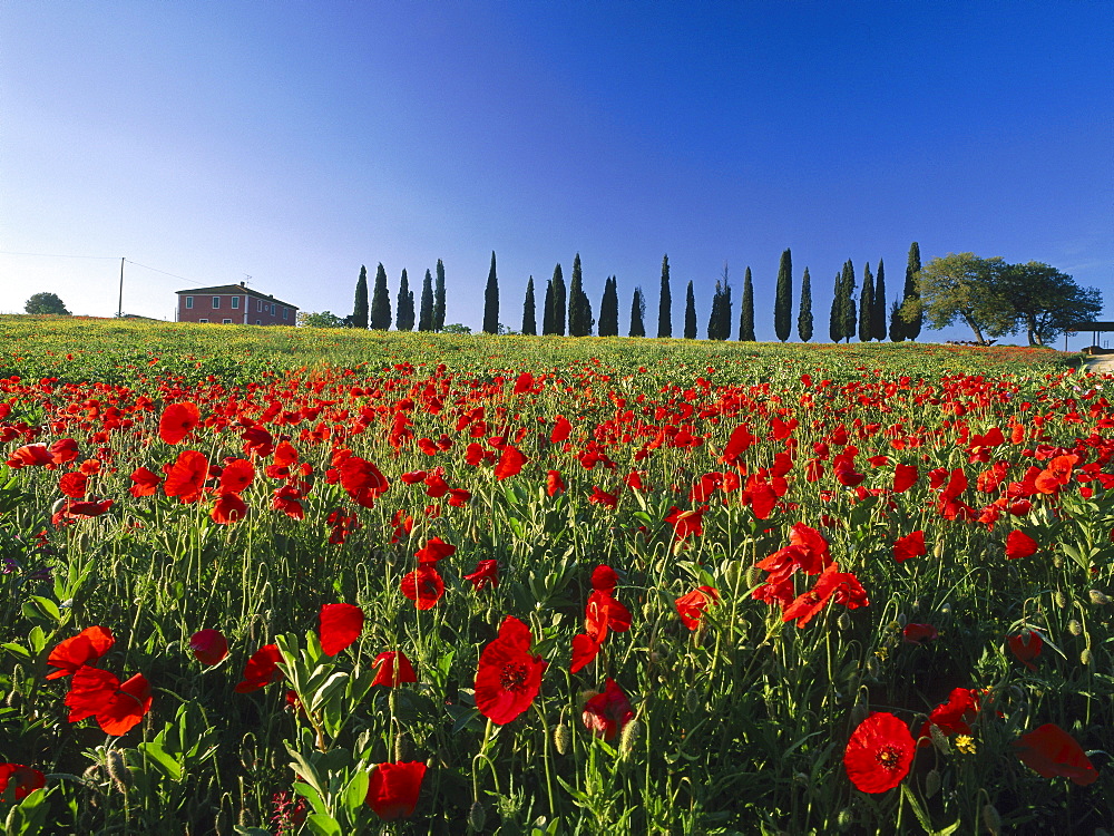 Country house with papaver and cypresses, Val d'Orcia, Tuscany, Italy