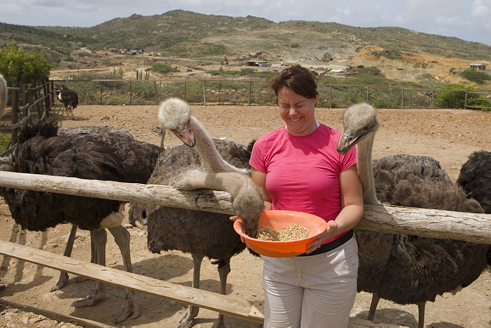 Woman Feeding Ostriches at Aruba Ostrich Farm, Aruba, Dutch Caribbean