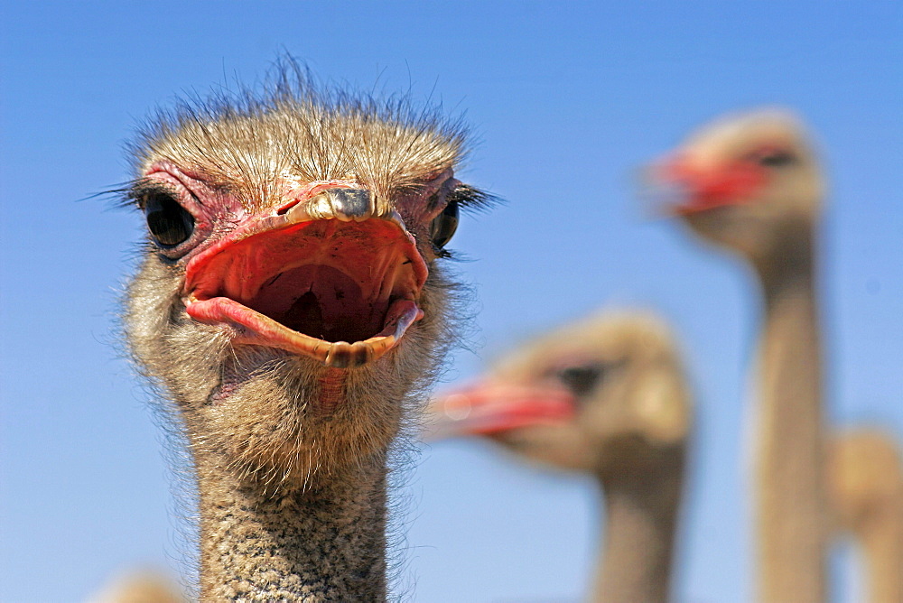 Ostriches, Oudtshorn, South Africa