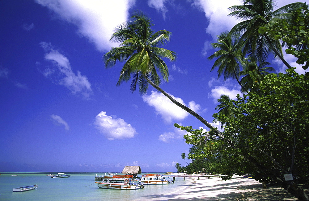 Palm trees, Dream beach, Pigeon Point, Tobago