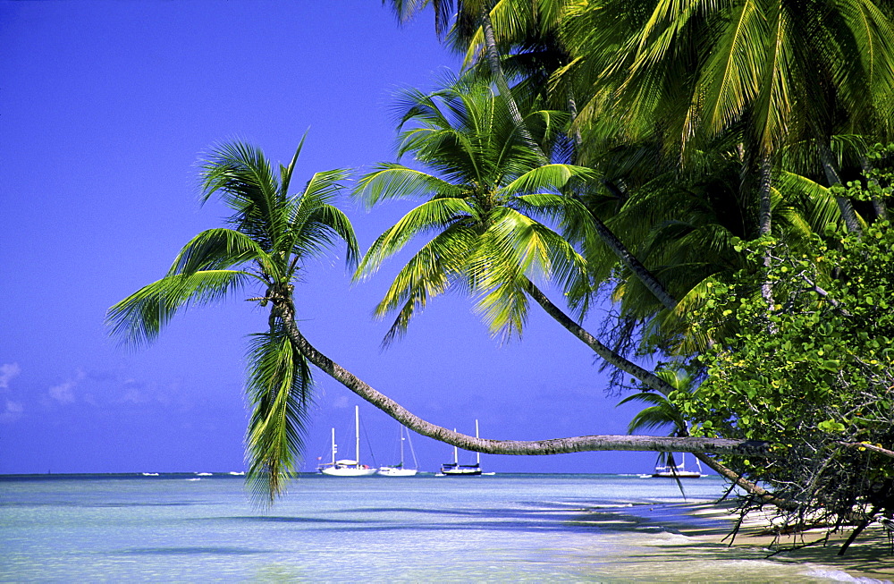 Palm trees, Dream beach, Pigeon Point, Tobago