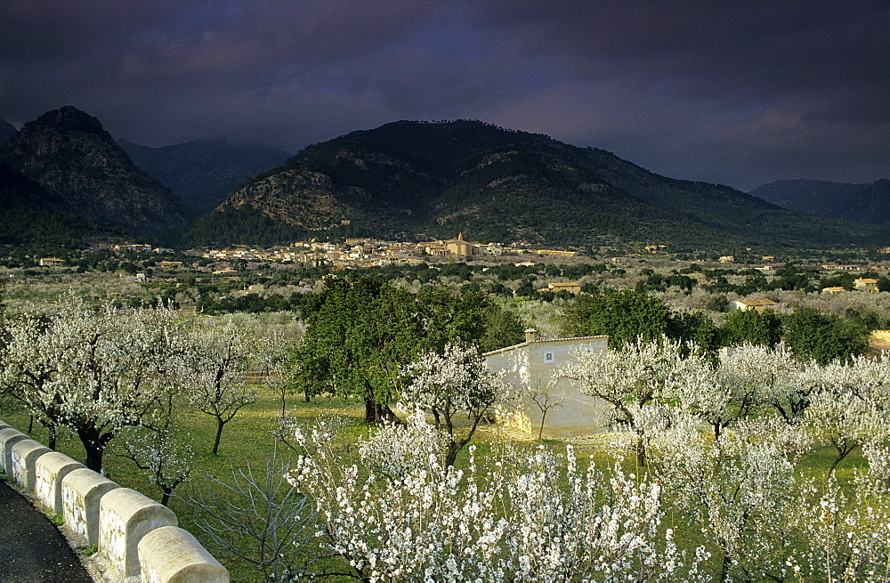 Europe, Spain, Majorca, near Selva, blooming almond trees