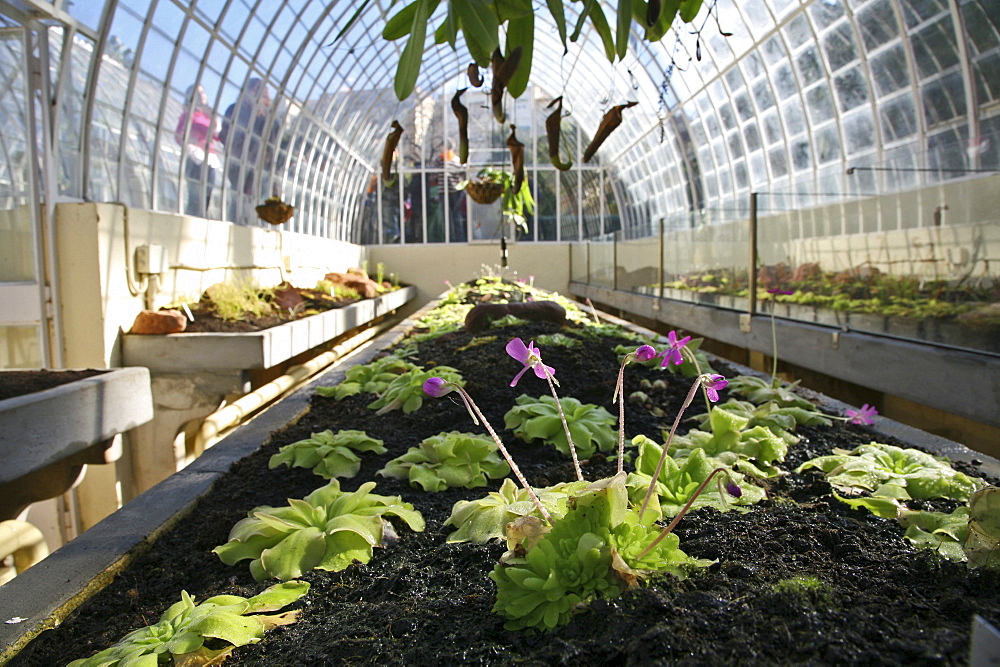 Jardin Botanico, Spain's first botanical garden, glass house, Valencia, Spain