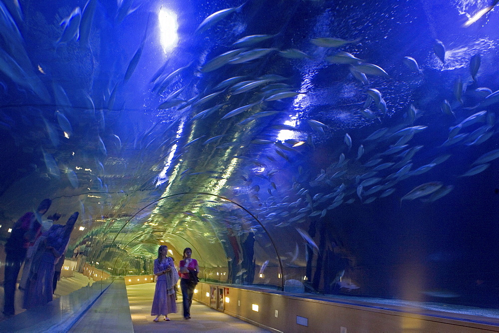 underwater tunnel, sharks, L'Oceanografic, Valencia, Spain