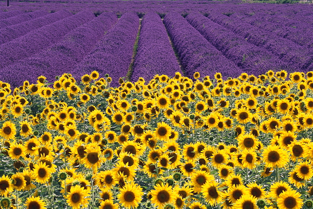 Sunflowers and lavender fields, Provence, France