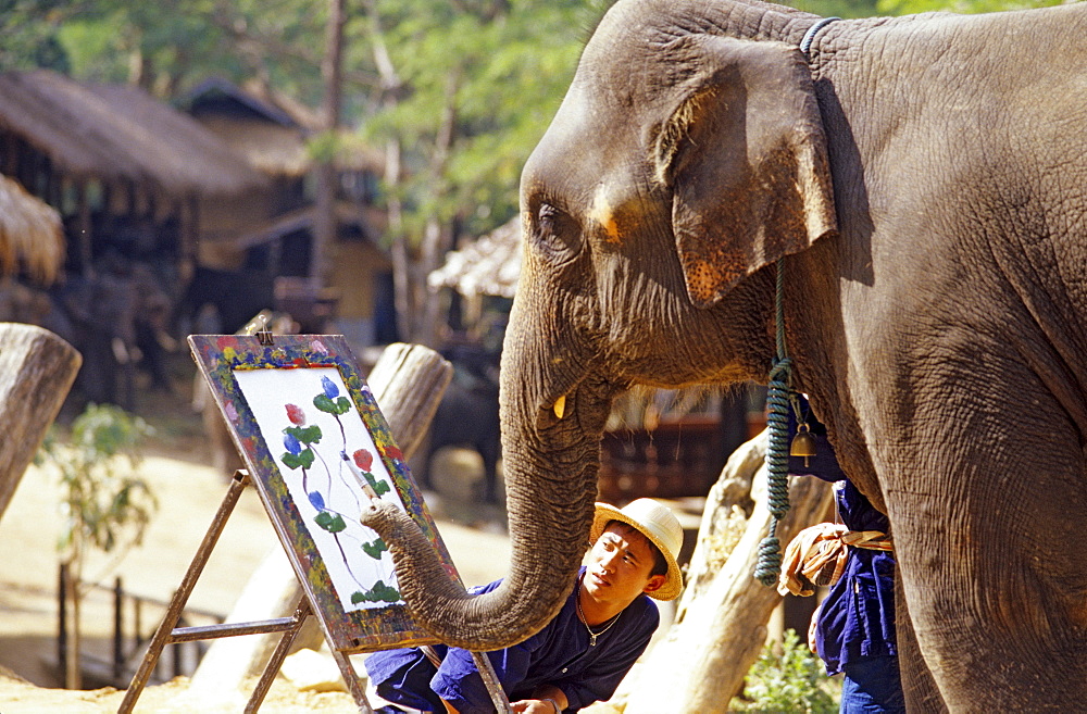 Painting elephant in an elephant camp north of Chiang Mai, Thailand