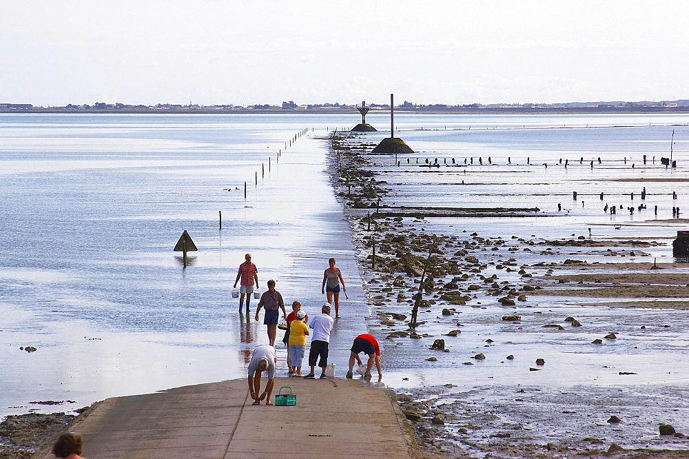 Passage du Gois Route practicable a basse mer-road from the Ile de Noirmoutier to the mainland, dept Loire-Atlantique, France, Europe