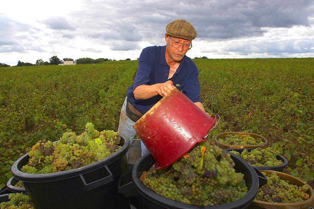 Vintage near Gorges at Christophe Branger's, Muscadet, Pays Nantais, Sevre et Maine, dept Loire-Atlantique, France, Europe