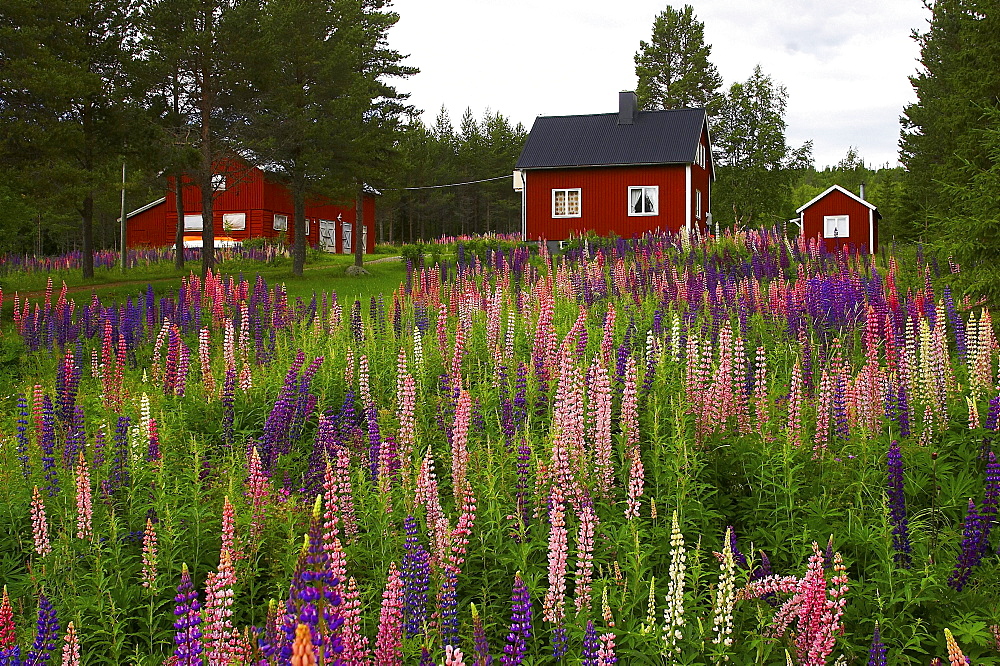 Red wooden houses near Gaeddede, Jaemtland, northern Sweden