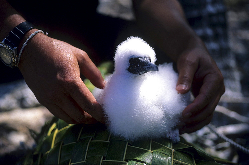 Booby chick, National Park North Keeling Island, Australia