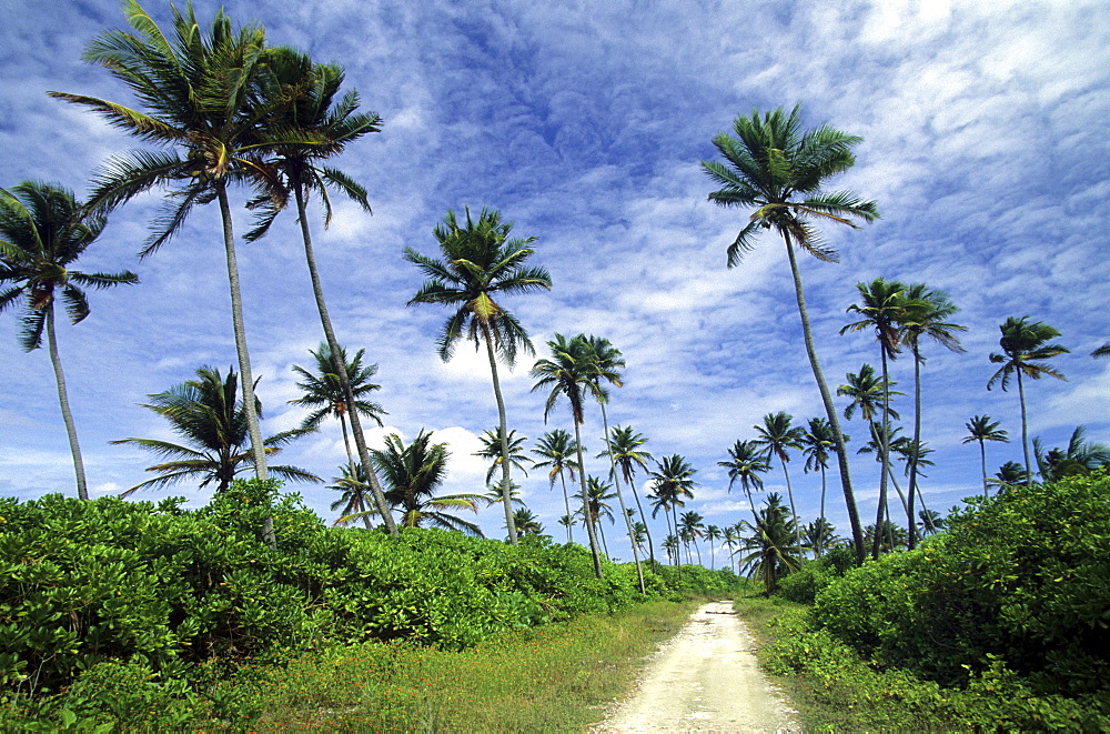 Road and coconut palms on Home Island, Australian