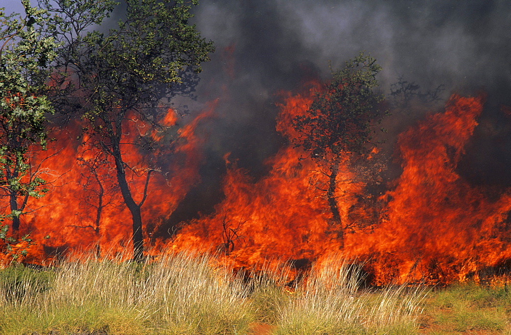 Controlled burning in park, bushfire, Kakadu National Park, Northern Territory, Australia