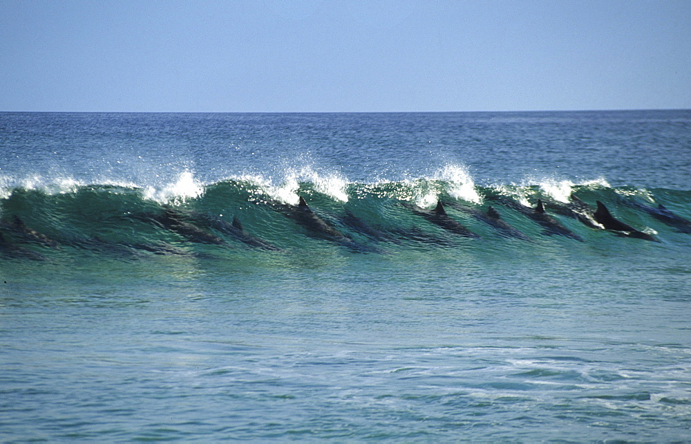 Surfing dolphins off the east coast of the island, Fraser Island, Great Barier Reef, Australia