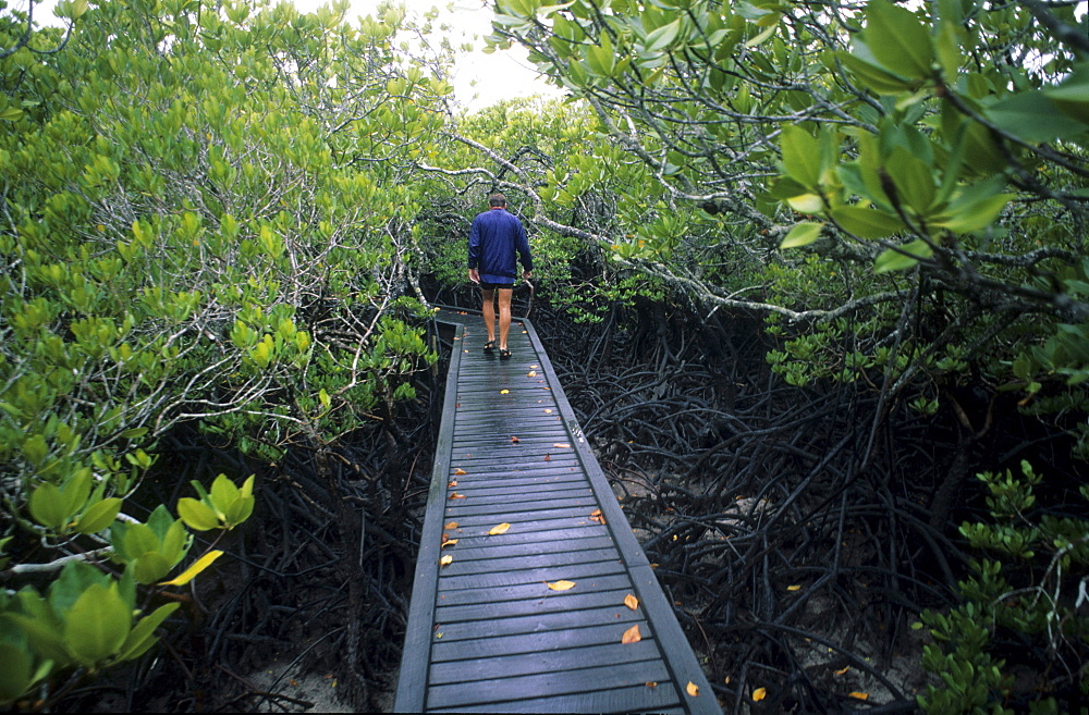 Man walking along board walk at Missionary Bay, Hinchinbrook Island, Great Barrier Reef, Australia