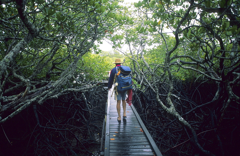 Man walking along the board walk at Missionary Bay, Hinchinbrook Island, Great Barrier Reef, Australia