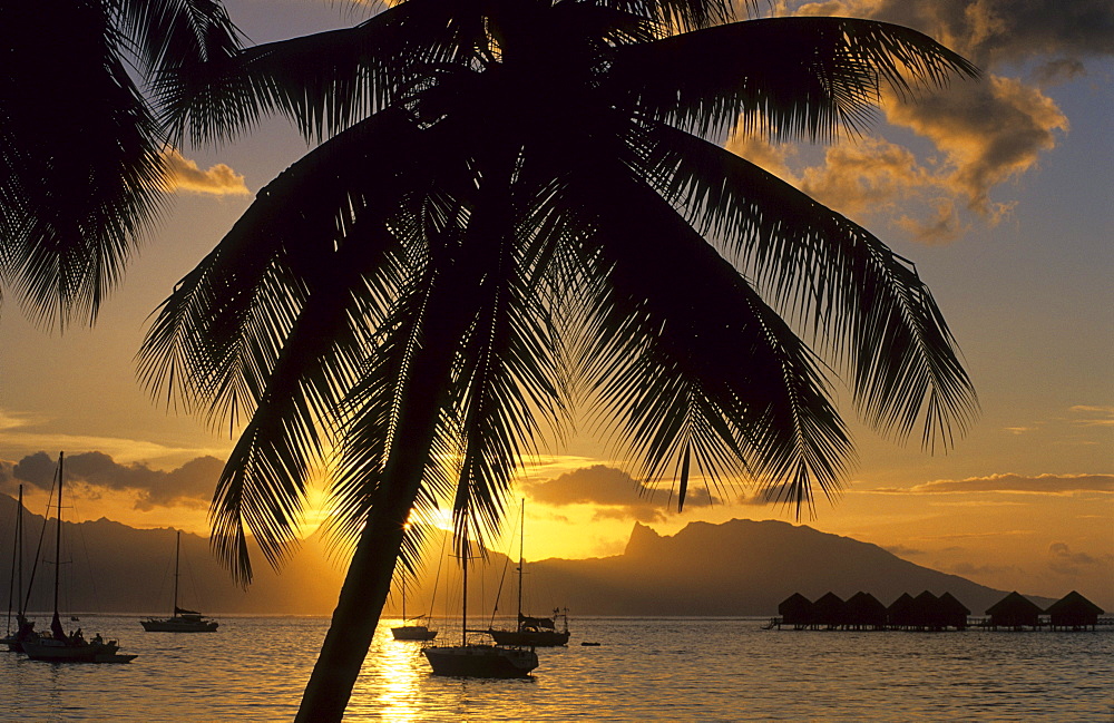 Silhouette of palm trees in the evening, Sunset over the Westcoast, Moorea in background, Tahiti, French Polynesia, south sea