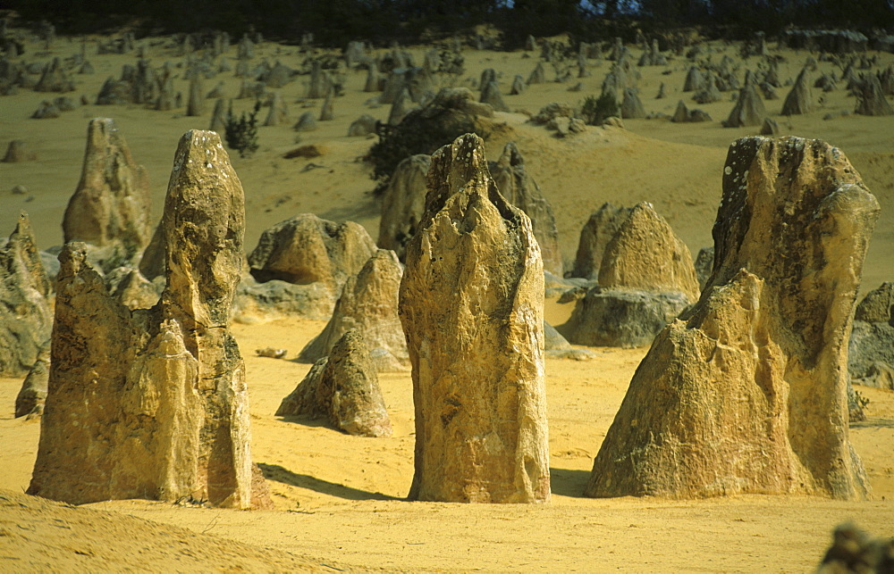 The limestone columns of the Pinnacles, Nambung National Park, Western Australia, Australia