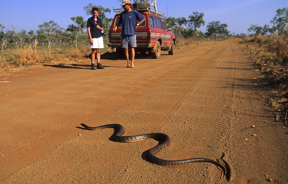 Black headed python on the road to Bell Gorge, Gibb River Road, Western Australia, Australia