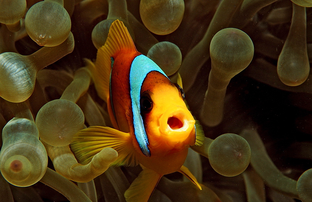 Twobar anemone fishe, Amphiprion bicinctus, Sudan, Africa, Red Sea