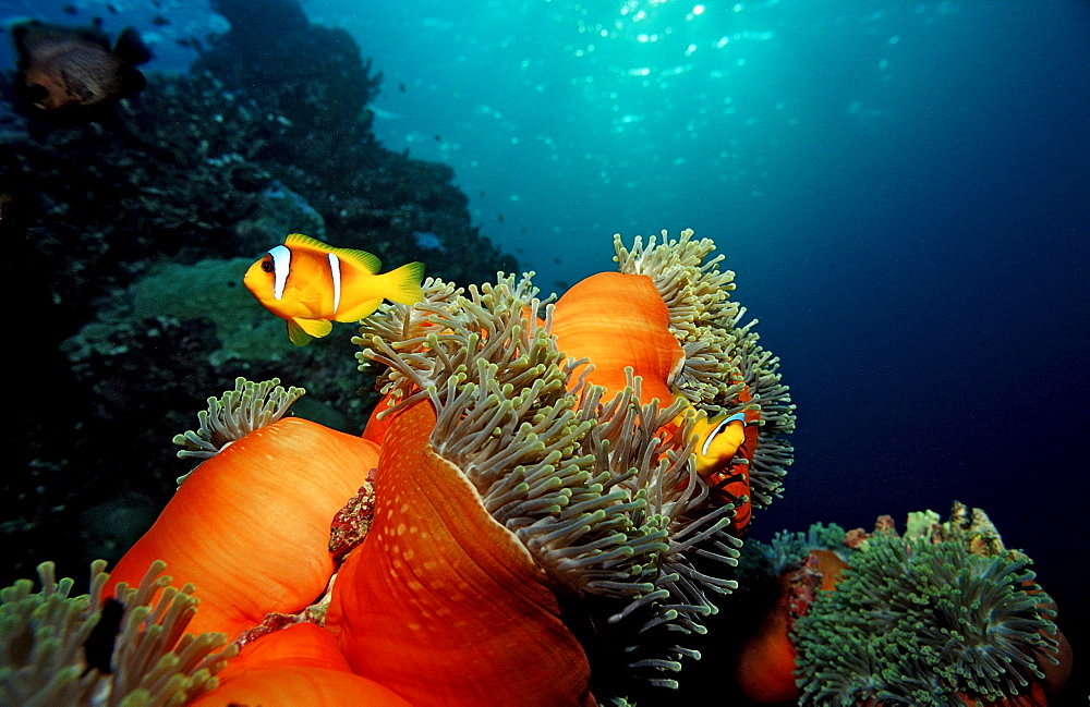 Twobar anemone fishe, Amphiprion bicinctus, Sudan, Africa, Red Sea