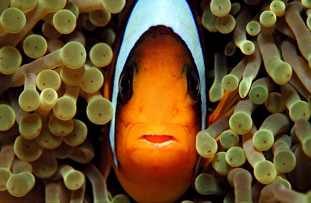 Twobar anemone fishe, Amphiprion bicinctus, Sudan, Africa, Red Sea