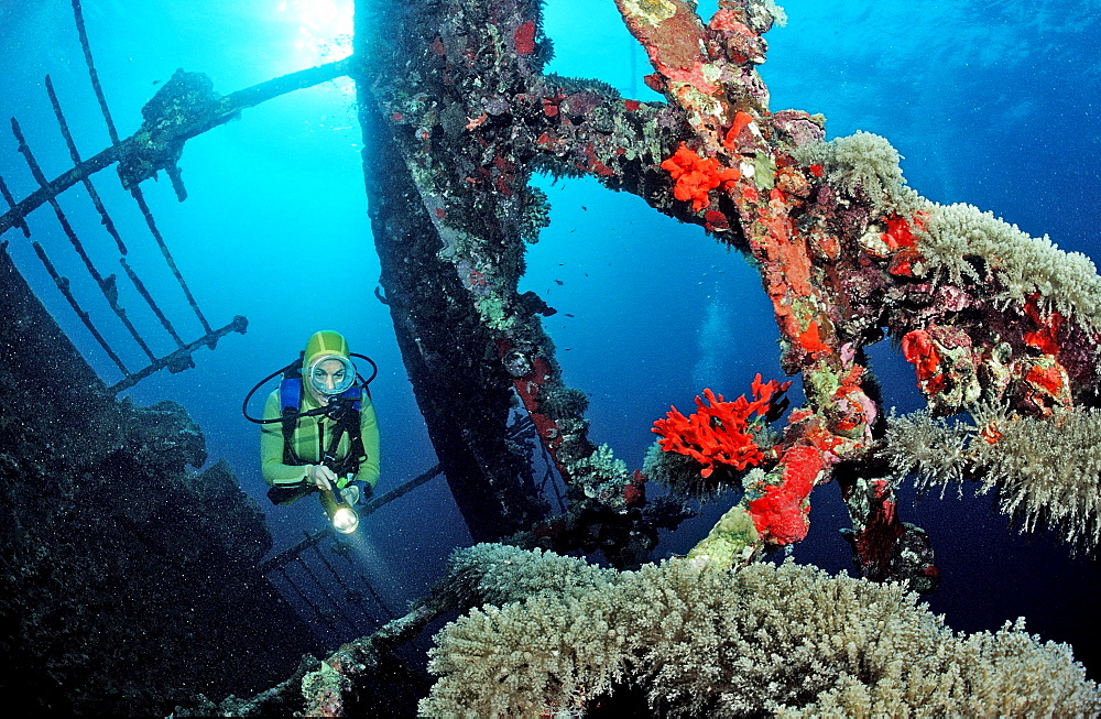 Scuba diver diving on Umbria shipwreck, Sudan, Africa, Red Sea, Wingate Reef