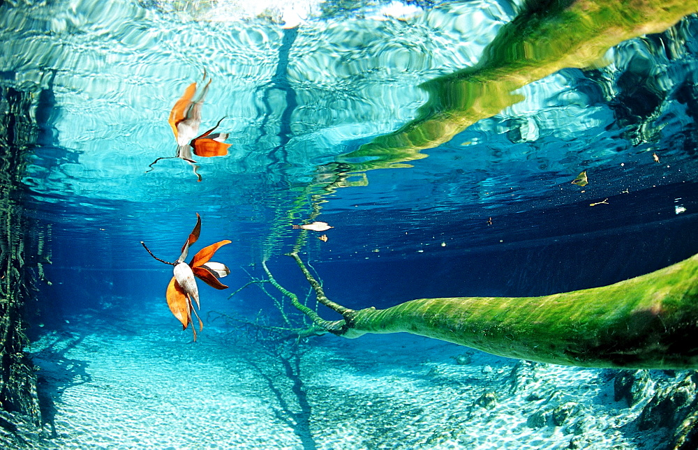 Water reflection, USA, Florida, FL, Crystal River