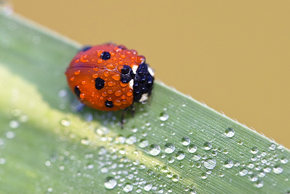 Ladybird with dew, Coccinella septempunctata, Germany