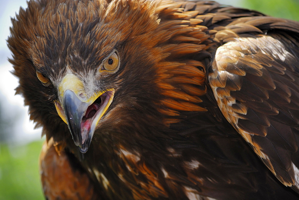 Golden eagle (Aquila chrysaetos)