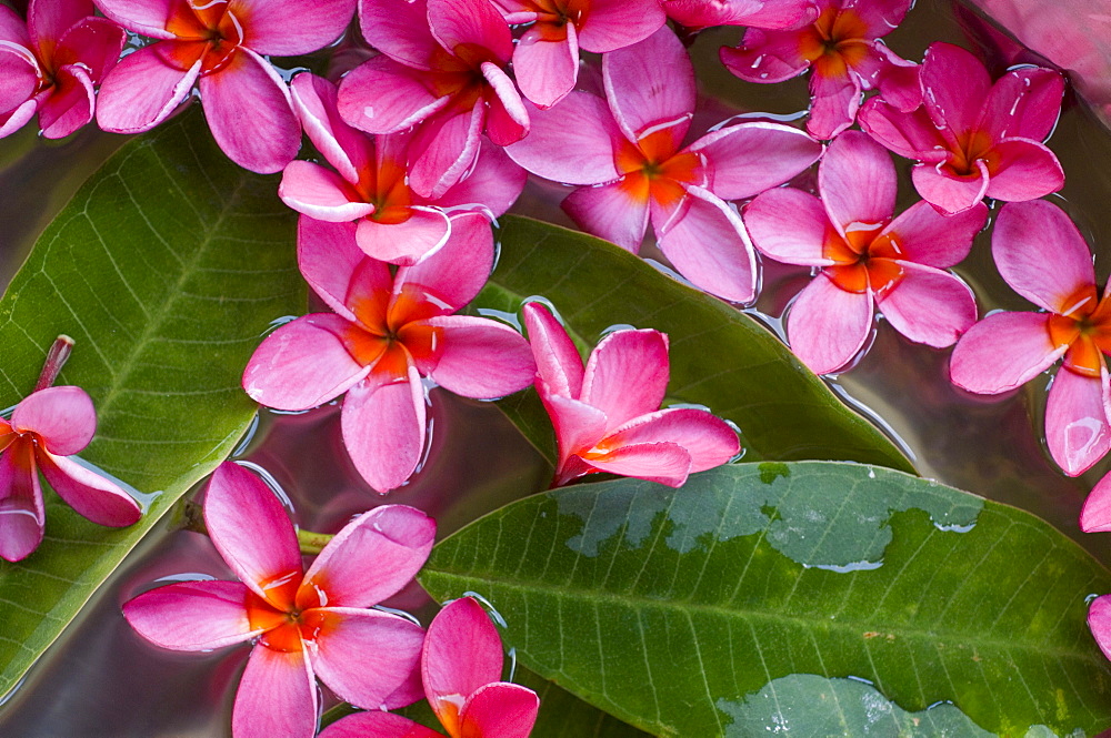 Flower decoration, Shanti Ananda Resort and Spa, Mauritius