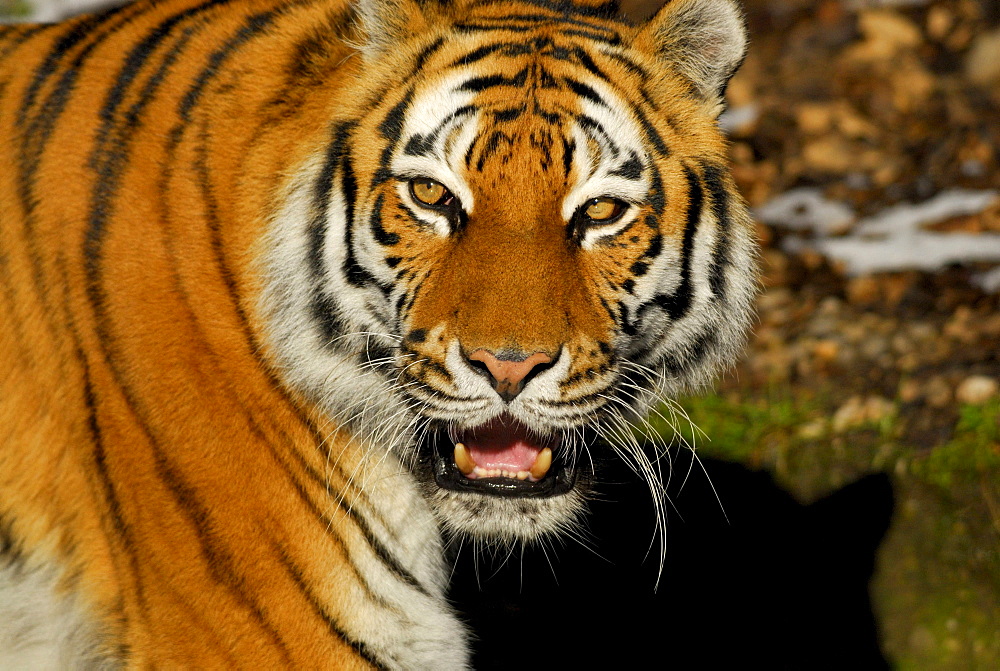 Siberian tiger baring its teeth, Panthera tigris altaica