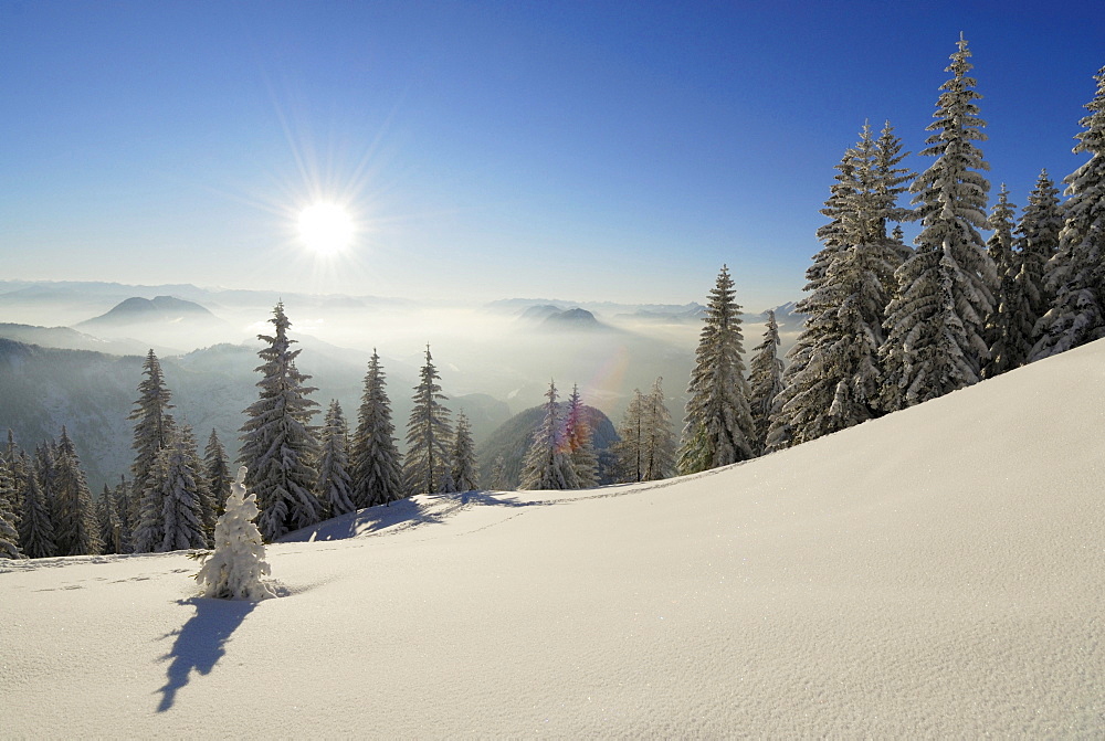 Snow-covered winter forest near hut Vorderkaiserfeldenhuette and fog bank in the valley of Inn, Poelven and Pendling above fog, Zahmer Kaiser, Kaiser range, Kufstein, Tyrol, Austria