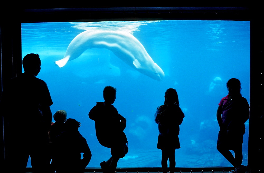 Beluga whale in seen through window, Delphinapterus leucas, USA, California, San Diego, SeaWorld