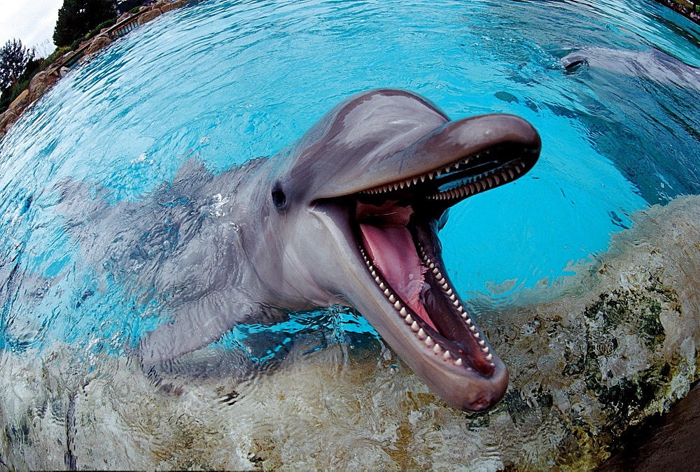 Bottlenose dolphin, Tursiops truncatus, USA, California, San Diego, SeaWorld