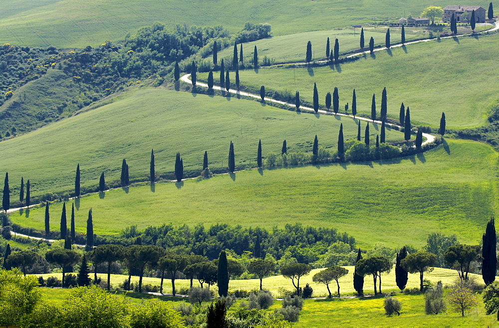 Row of cypress trees, near Pienza, Tuscany, Italy